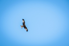 Karneval-Kinderaktion-2022-074